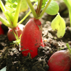 radis botte bio- Du Panier &agrave; l'Assiette