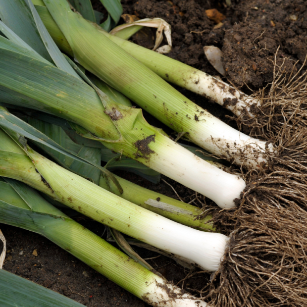 poireau bio- Du Panier à l'Assiette