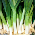 poireau bio- Du Panier à l'Assiette poireau bio- Du Panier à l'Assiette