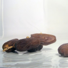 Datte Deglet Nour Bio - Du Panier à l'Assiette