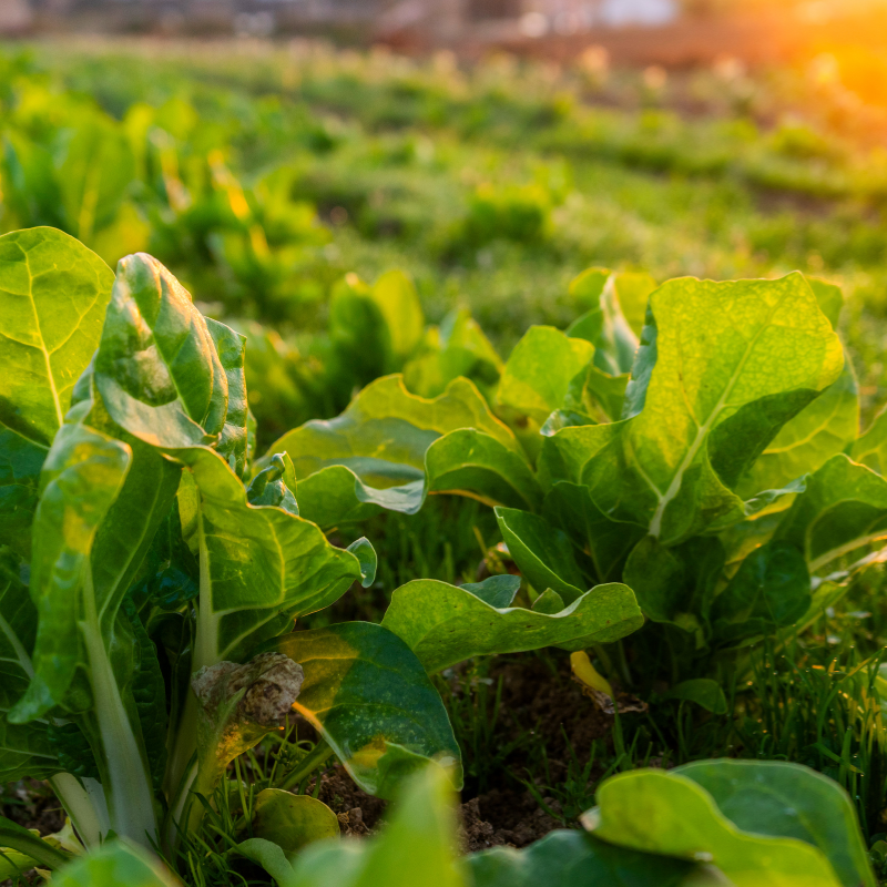 blette bio- Du Panier &agrave; l'Assiette