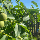 Noix cerneaux bio- Du Panier à l'Assiette