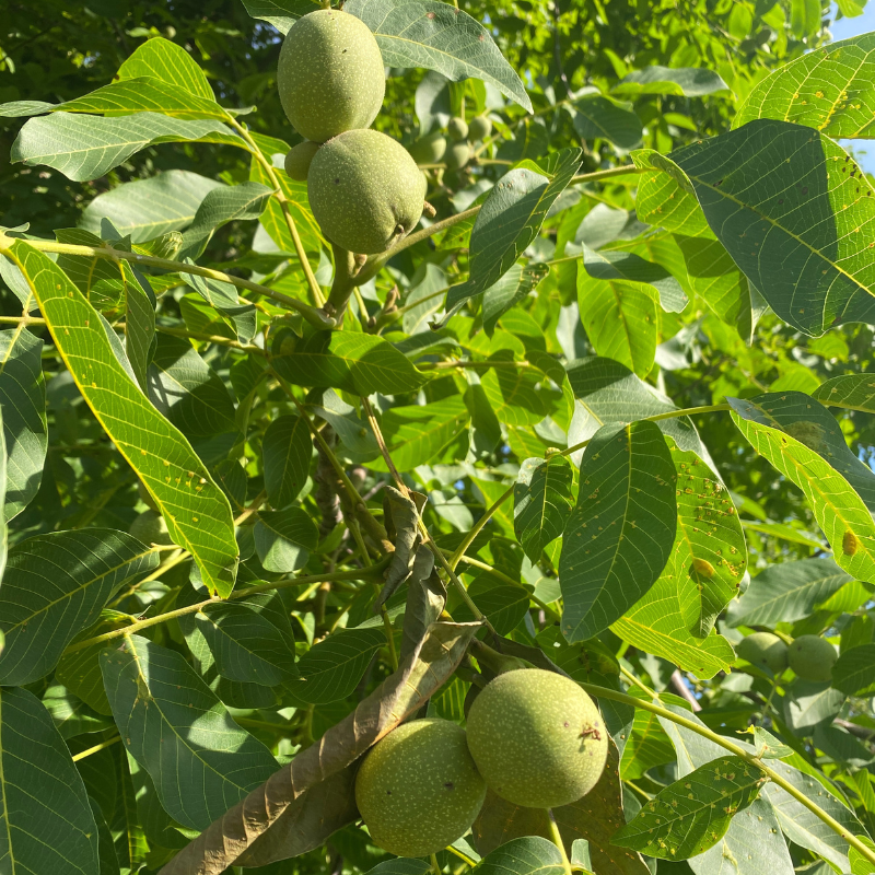 Noix cerneaux bio- Du Panier à l'Assiette
