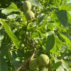 Noix cerneaux bio- Du Panier à l'Assiette