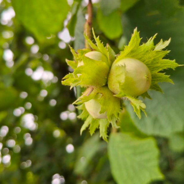 Noisette décortiquée Bio - Du Panier à l'Assiette