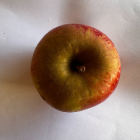 Pomme Dalinette Bio - Du Panier à l'Assiette