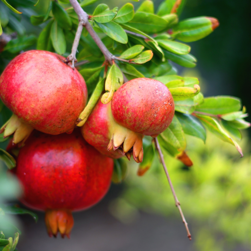 Grenade Bio - Du Panier à l'Assiette