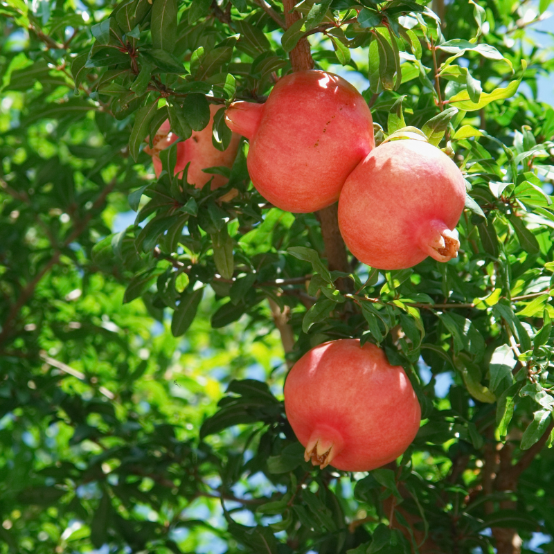 Grenade Bio - Du Panier à l'Assiette