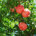 Grenade Bio - Du Panier à l'Assiette