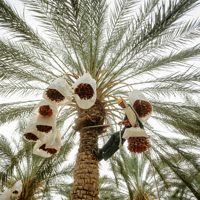 Datte Mejool Bio - Du Panier &agrave; l'Assiette