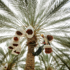 Datte Mejool Bio - Du Panier &agrave; l'Assiette