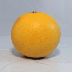Pomelo Rose
