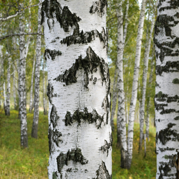 seve de bouleau - Du Panier à l'Assiette