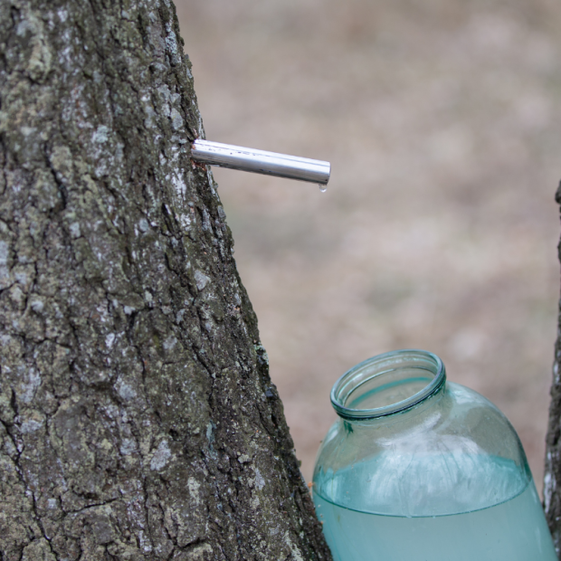seve de bouleau - Du Panier à l'Assiette