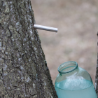 seve de bouleau - Du Panier à l'Assiette