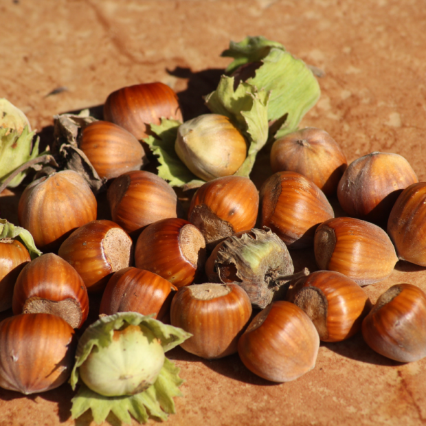 Noisette d&eacute;cortiqu&eacute;e Bio - Du Panier &agrave; l'Assiette