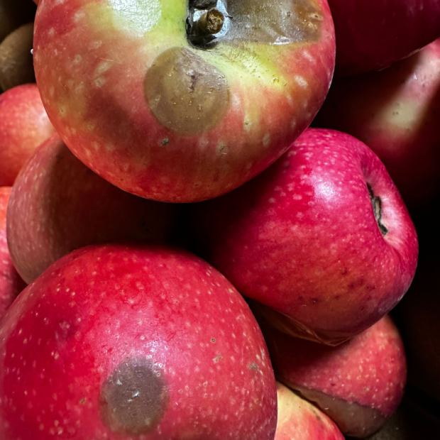 Pomme Elstar Bio - Du Panier &agrave; l'Assiette