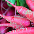 radis rose red candle bio- Du Panier &agrave; l'Assiette