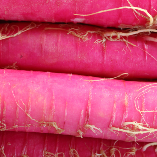 radis rose red candle bio- Du Panier &agrave; l'Assiette