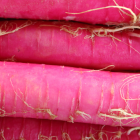 radis rose red candle bio- Du Panier &agrave; l'Assiette