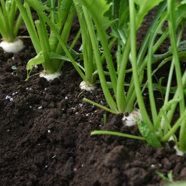navet botte bio- Du Panier &agrave; l'Assiette