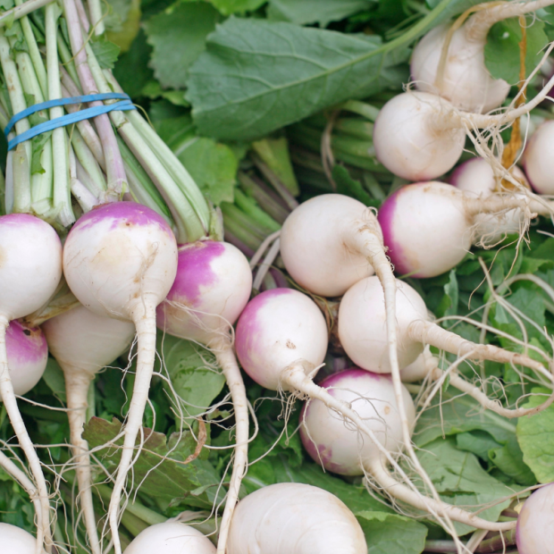 navet botte bio- Du Panier &agrave; l'Assiette