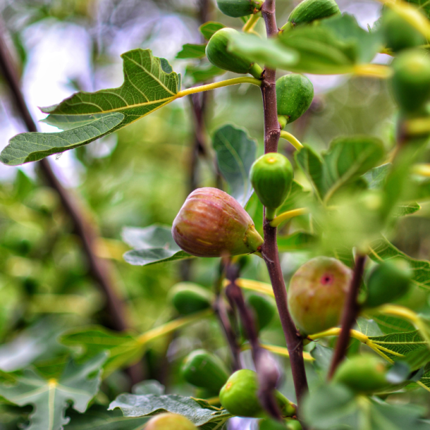 Figue Protoben Bio - Du Panier &agrave; l'Assiette