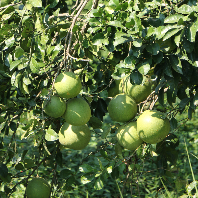 Pomelos roses lot Bio - Du Panier à l'Assiette Pomelos roses lot Bio - Du Panier à l'Assiette