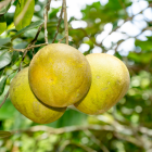 Pomelo rose Bio - Du Panier &agrave; l'Assiette