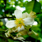 Pomelo rose Bio - Du Panier &agrave; l'Assiette