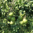Pomelo rose Bio - Du Panier &agrave; l'Assiette