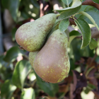 Poire Conf&eacute;rence - Du Panier &agrave; l'Assiette