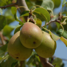 Poire Comice - Du Panier à l'Assiette Poire Comice - Du Panier à l'Assiette