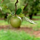 Pomme Granny Smith Bio - Du Panier &agrave; l'Assiette