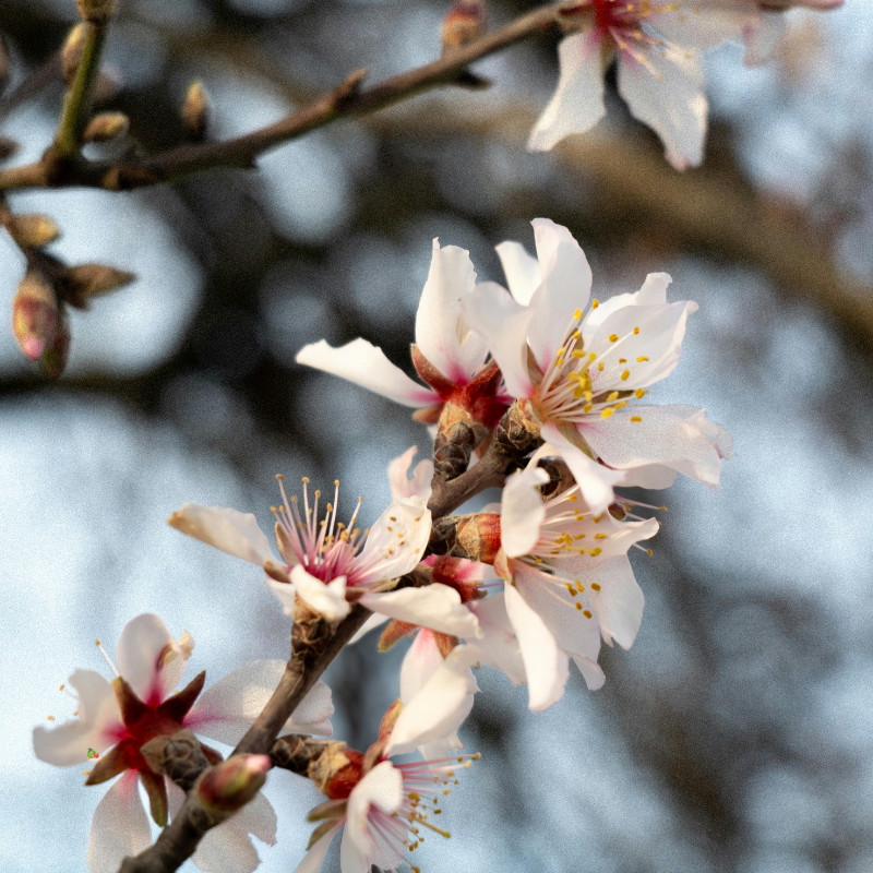 Amande d&eacute;cortiqu&eacute;e Bio - Du Panier &agrave; l'Assiette