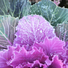 chou rouge breton bio- Du Panier &agrave; l'Assiette