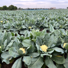 chou fleur breton bio- Du Panier &agrave; l'Assiette