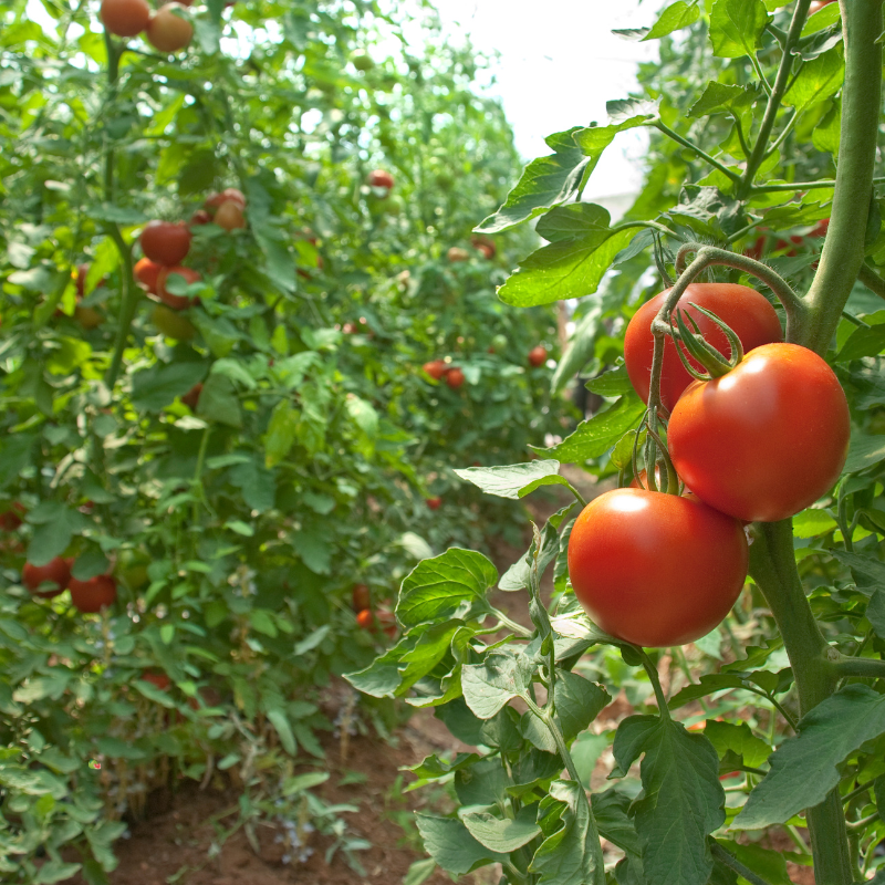 tomate bio- Du Panier &agrave; l'Assiette