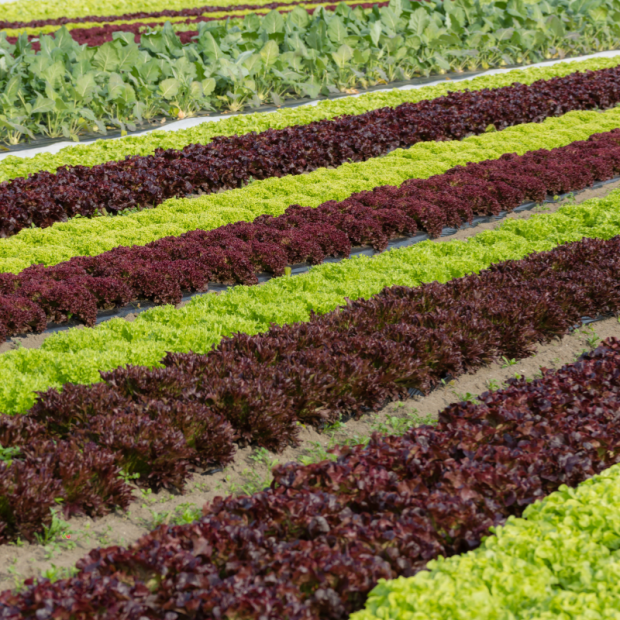 Feuille de ch&ecirc;ne verte bio- Du Panier &agrave; l'Assiette