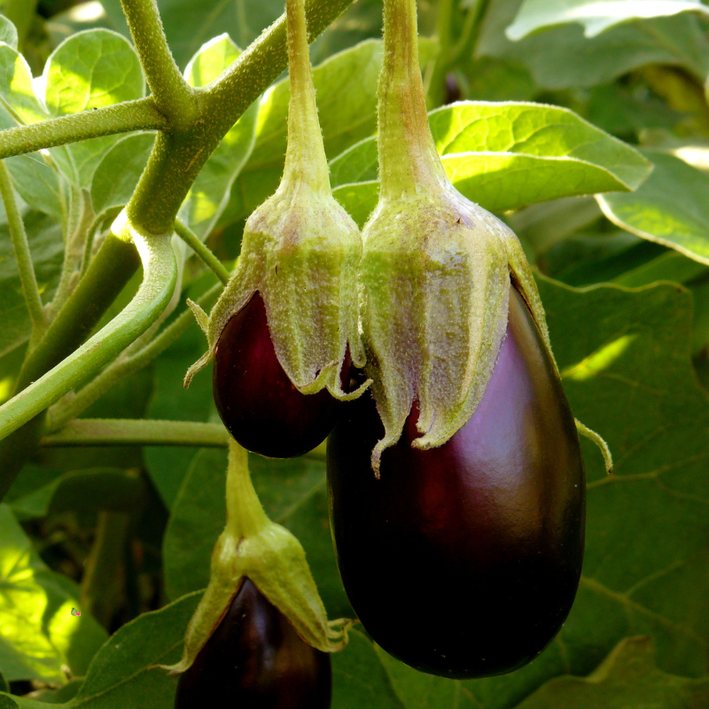 aubergine bio- Du Panier à l'Assiette aubergine bio- Du Panier à l'Assiette