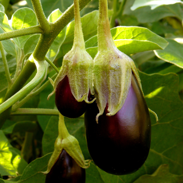 aubergine bio- Du Panier &agrave; l'Assiette