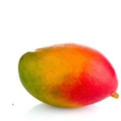 Mangue