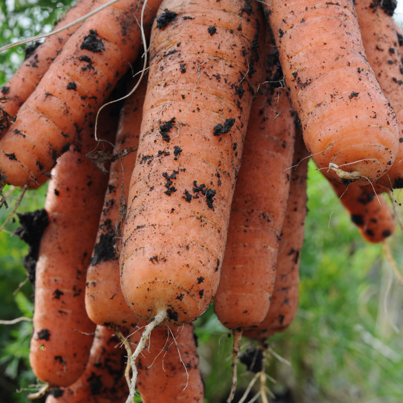 carotte non lavée bio- Du Panier à l'Assiette carotte non lavée bio- Du Panier à l'Assiette