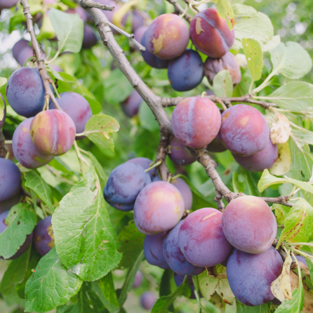 Prune Bio - Du Panier &agrave; l'Assiette