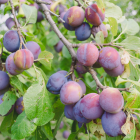 Prune Bio - Du Panier à l'Assiette Prune Bio - Du Panier à l'Assiette