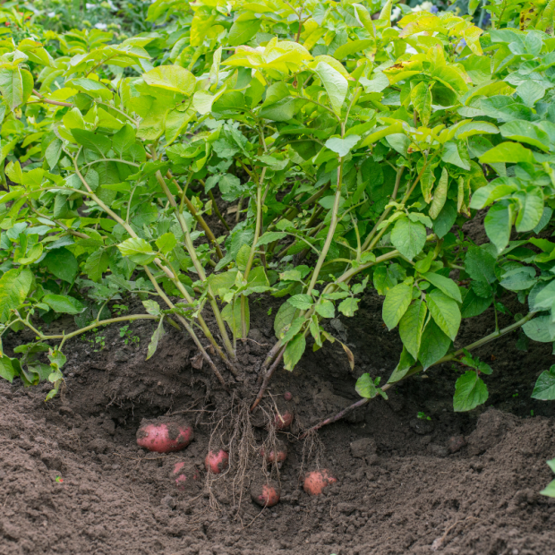 Pomme de terre bio- Du Panier &agrave; l'Assiette
