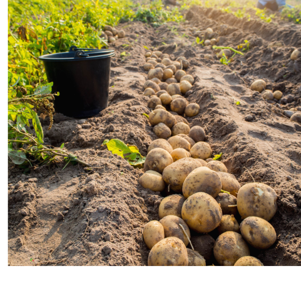 livraison Rennes et alentours - Pomme de terre bio- Du Panier &agrave; l'Assiette