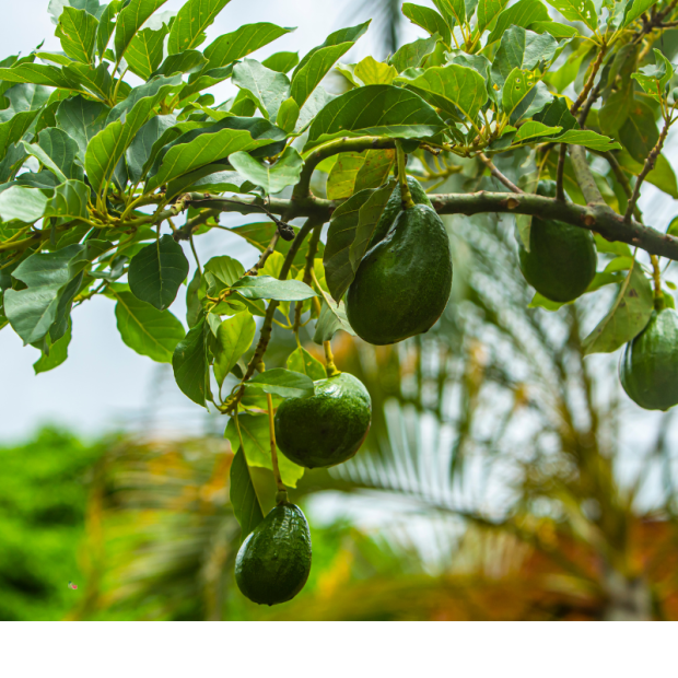 Avocat Bio - Du Panier &agrave; l'Assiette