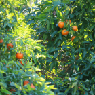Cl&eacute;mentine Bio - Du Panier &agrave; l'Assiette
