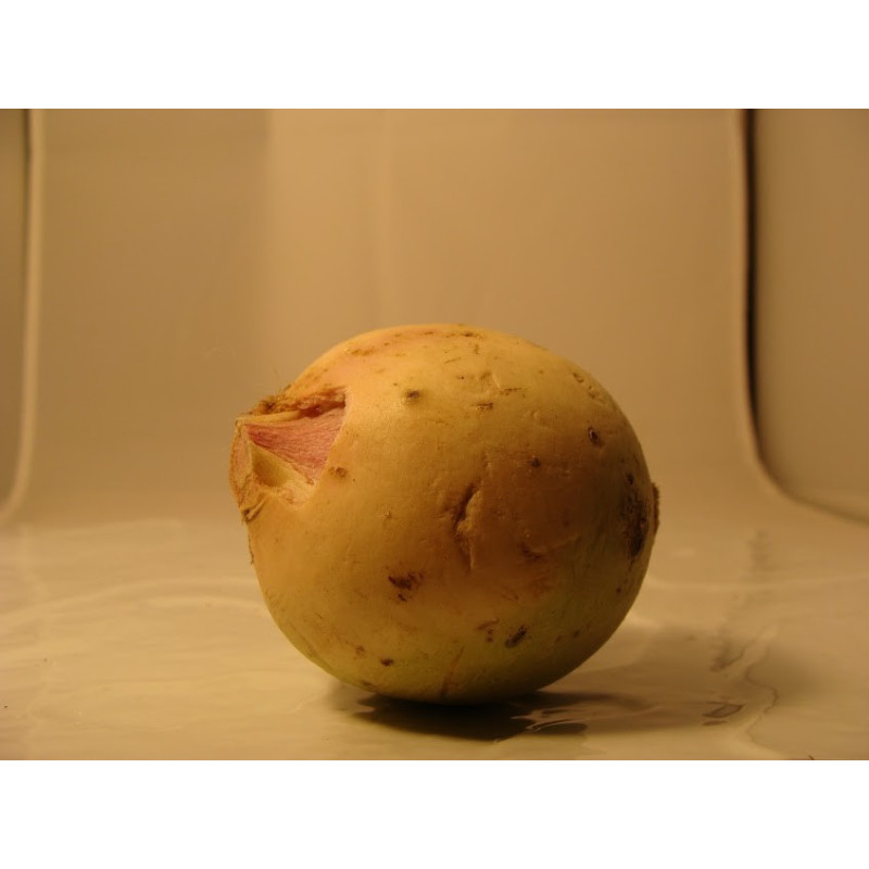 radis red meat bio- Du Panier à l'Assiette